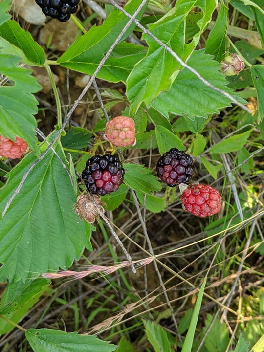Blackberries