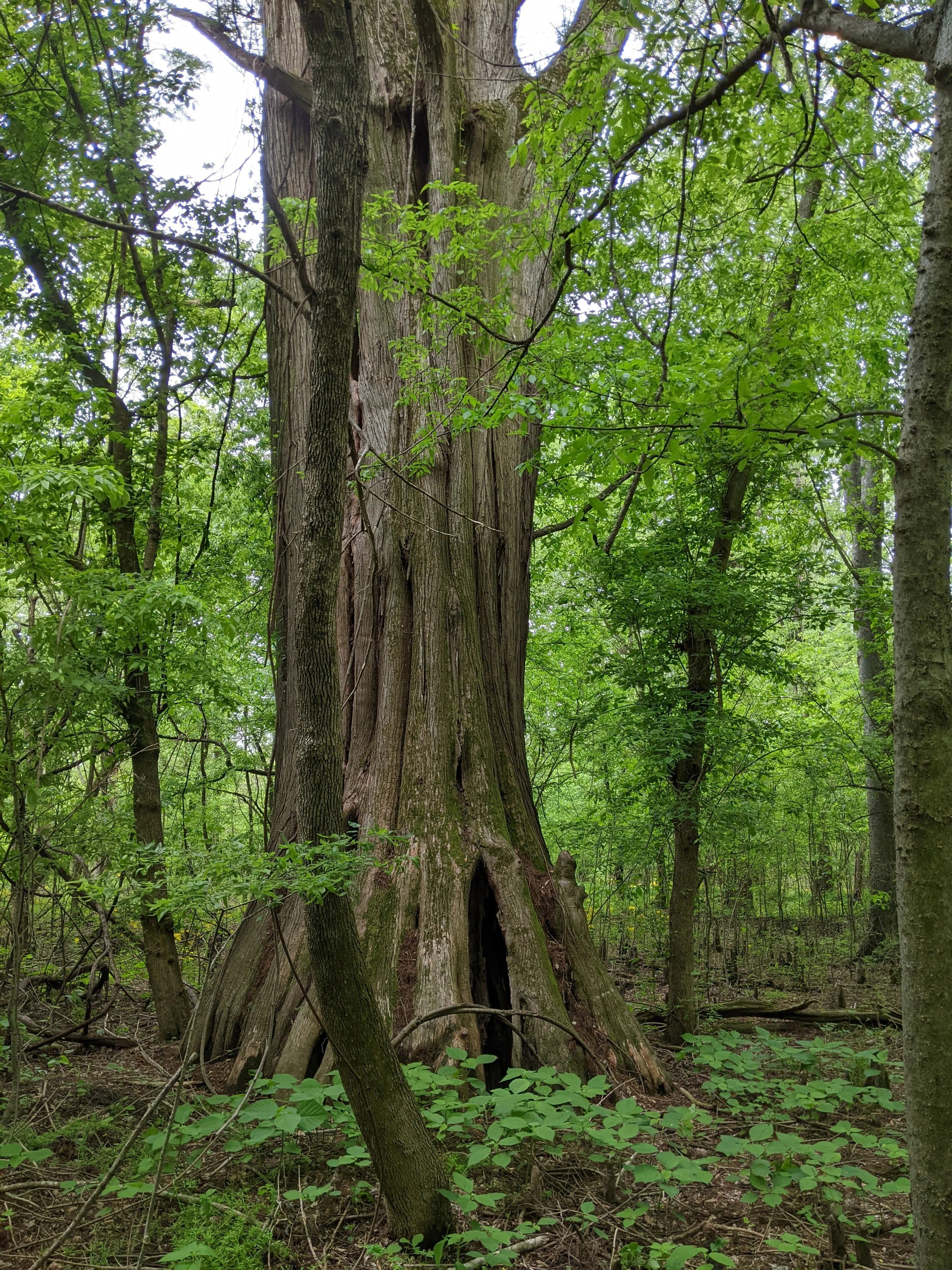 Bald Cypress Circle — Old-Growth Forest Network