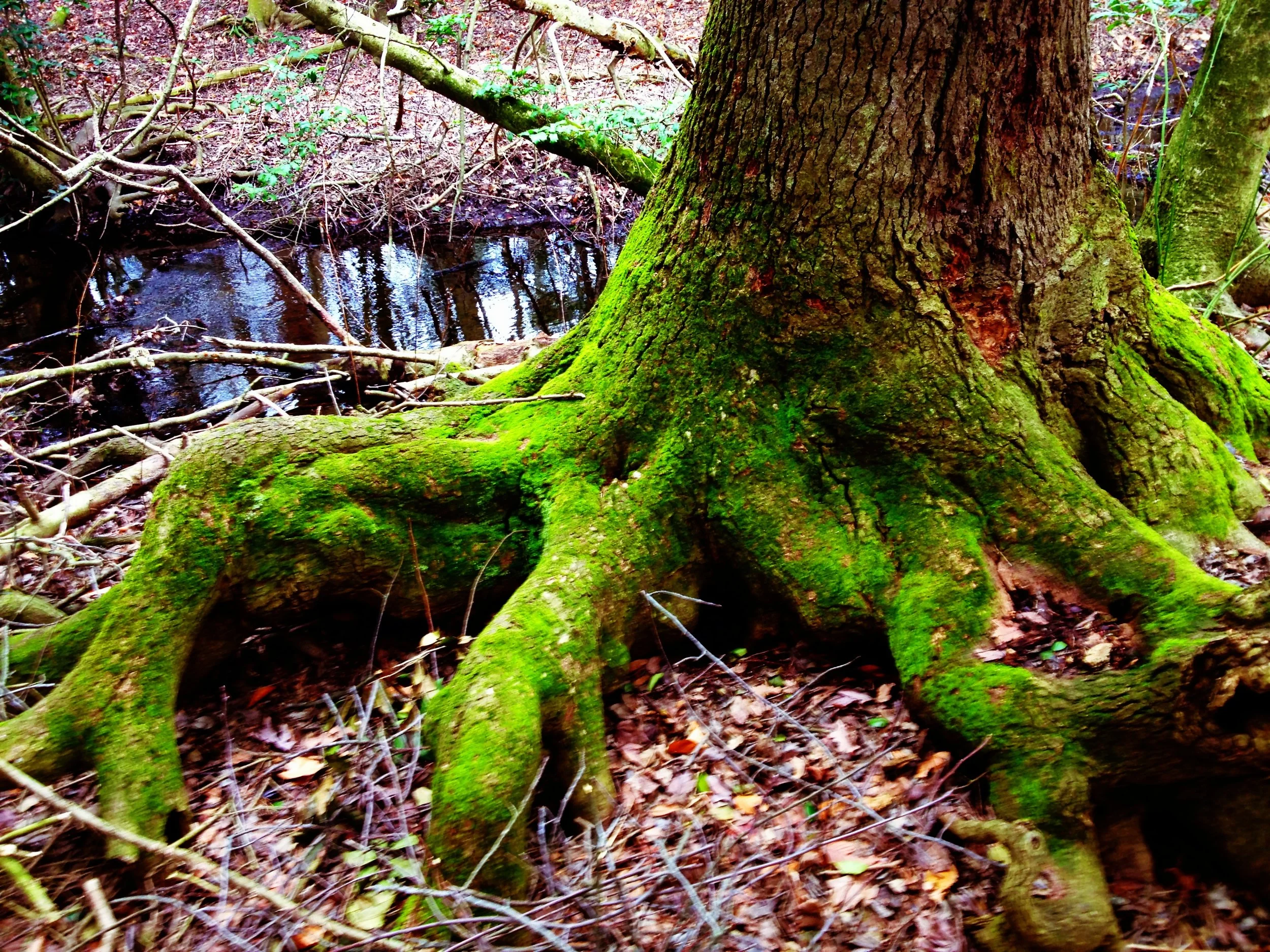 Delaware — OldGrowth Forest Network