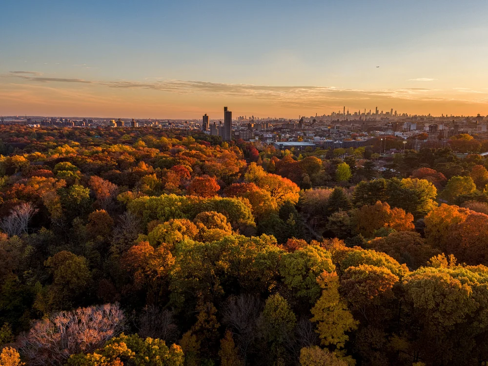 Transcend All about the green burial startup turning people into trees