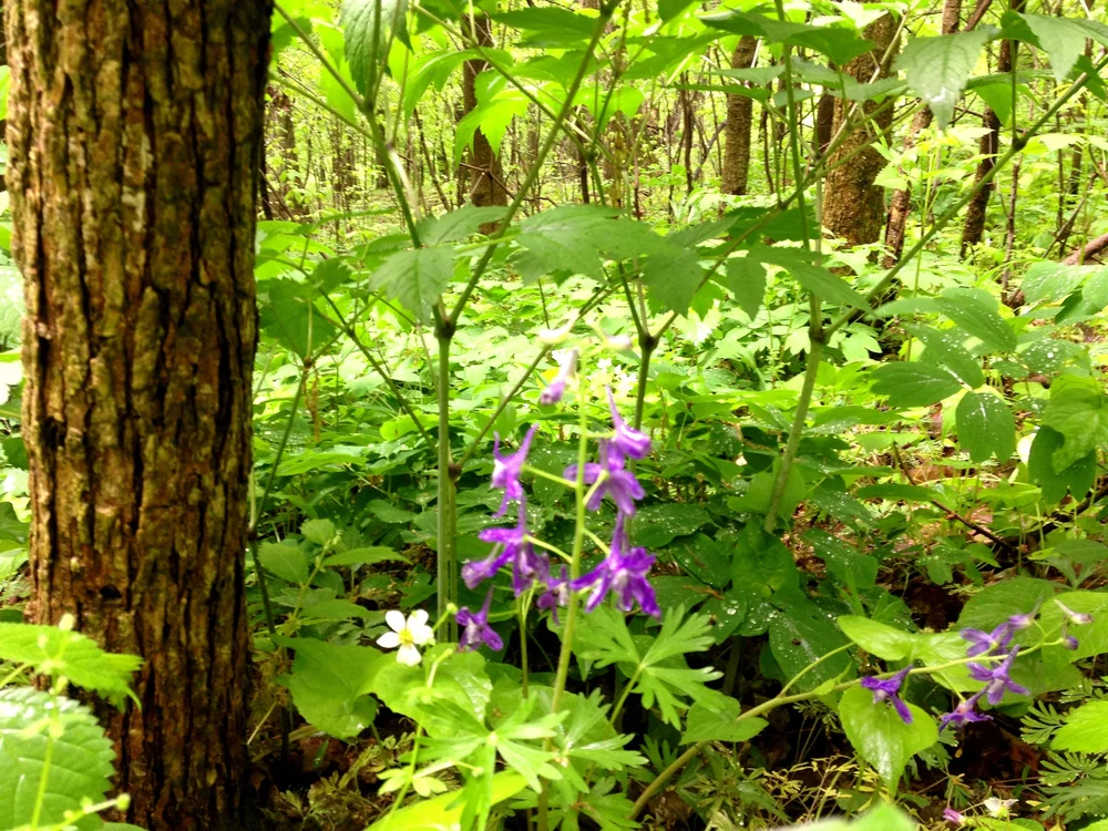 Ohio — OldGrowth Forest Network