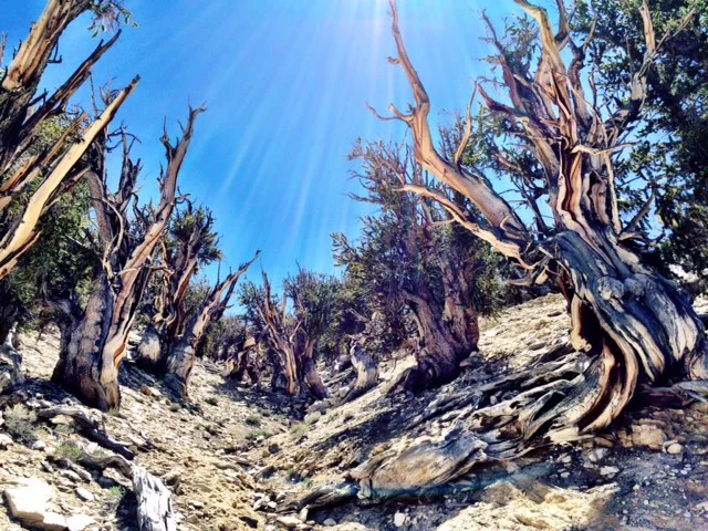 Ancient Bristlecone Pine Forest Old Growth Forest Network