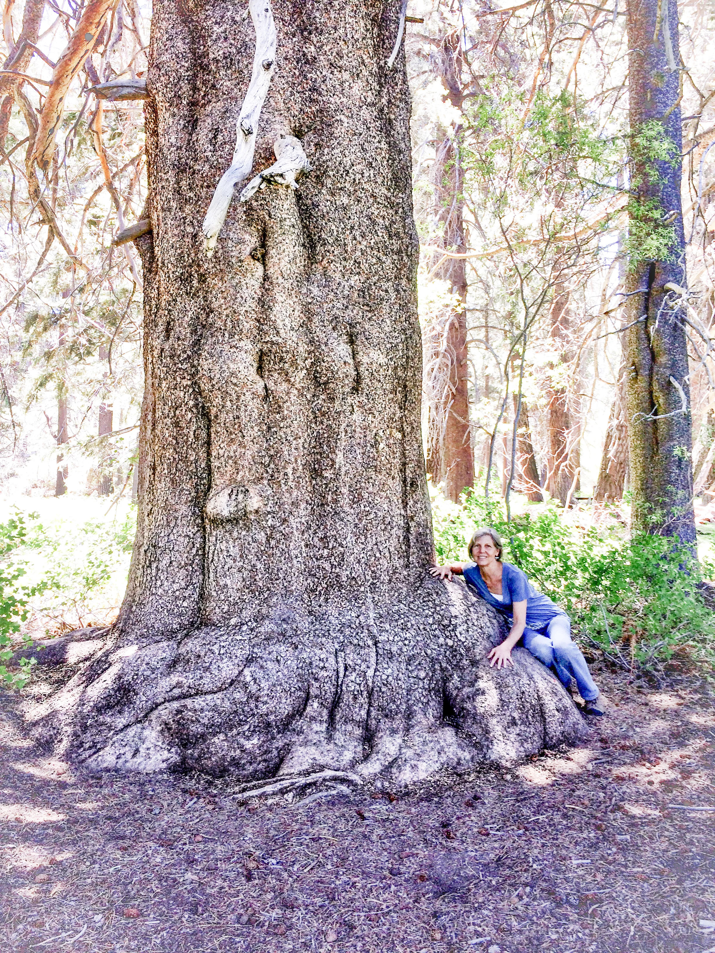 Joan with champion lodgepole pine.jpg