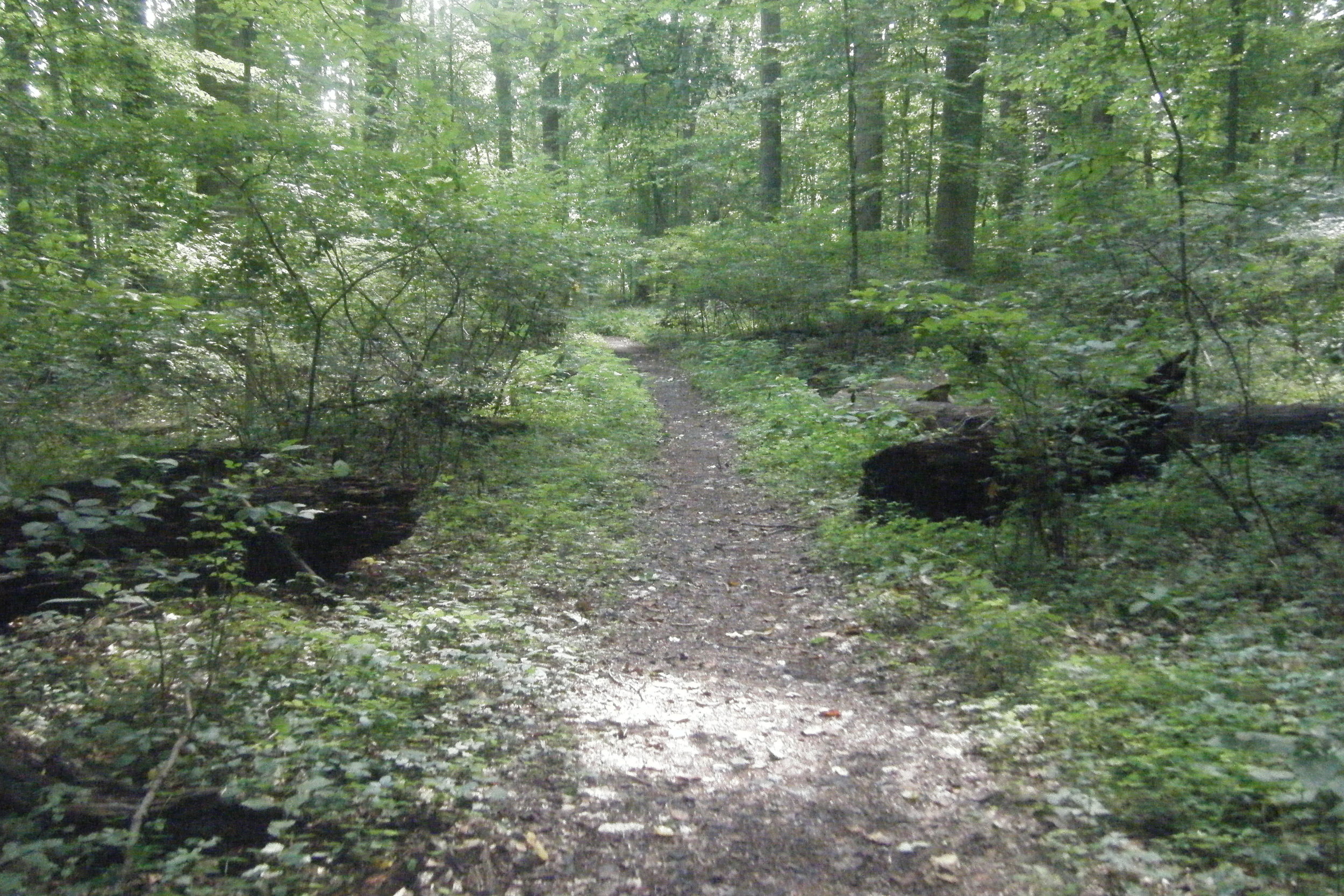 middle_of_trail.JPG