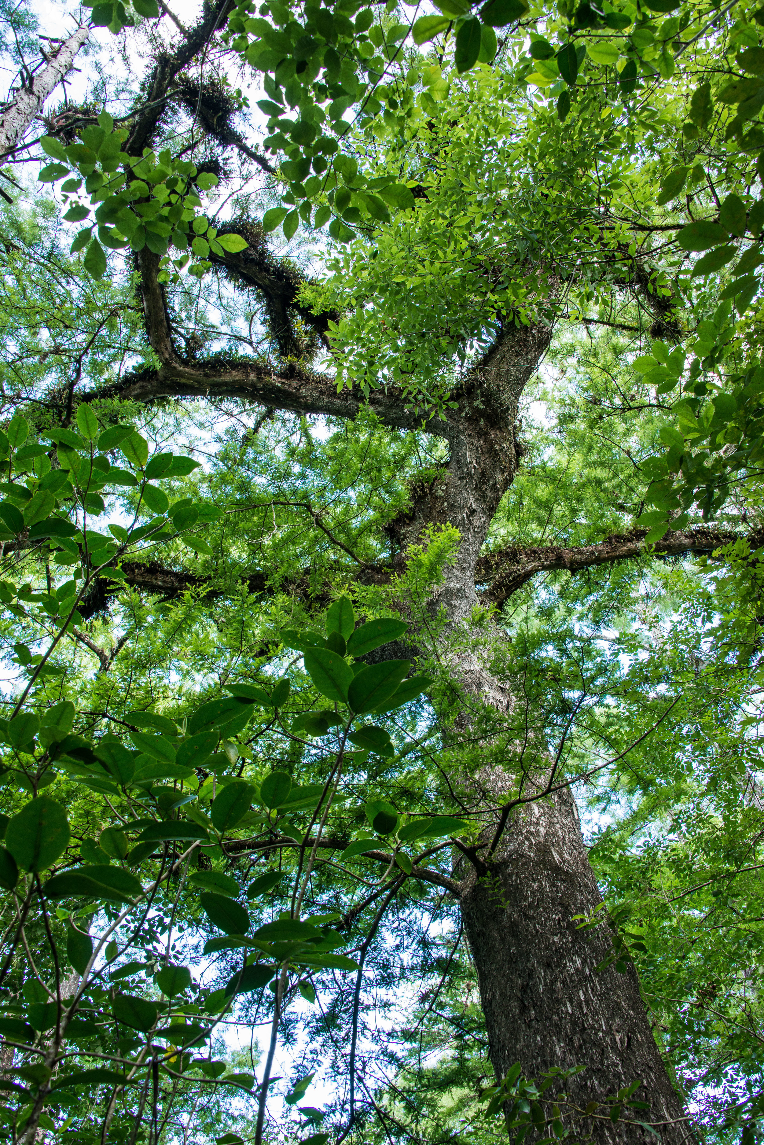 Bald Cypress 8.jpg