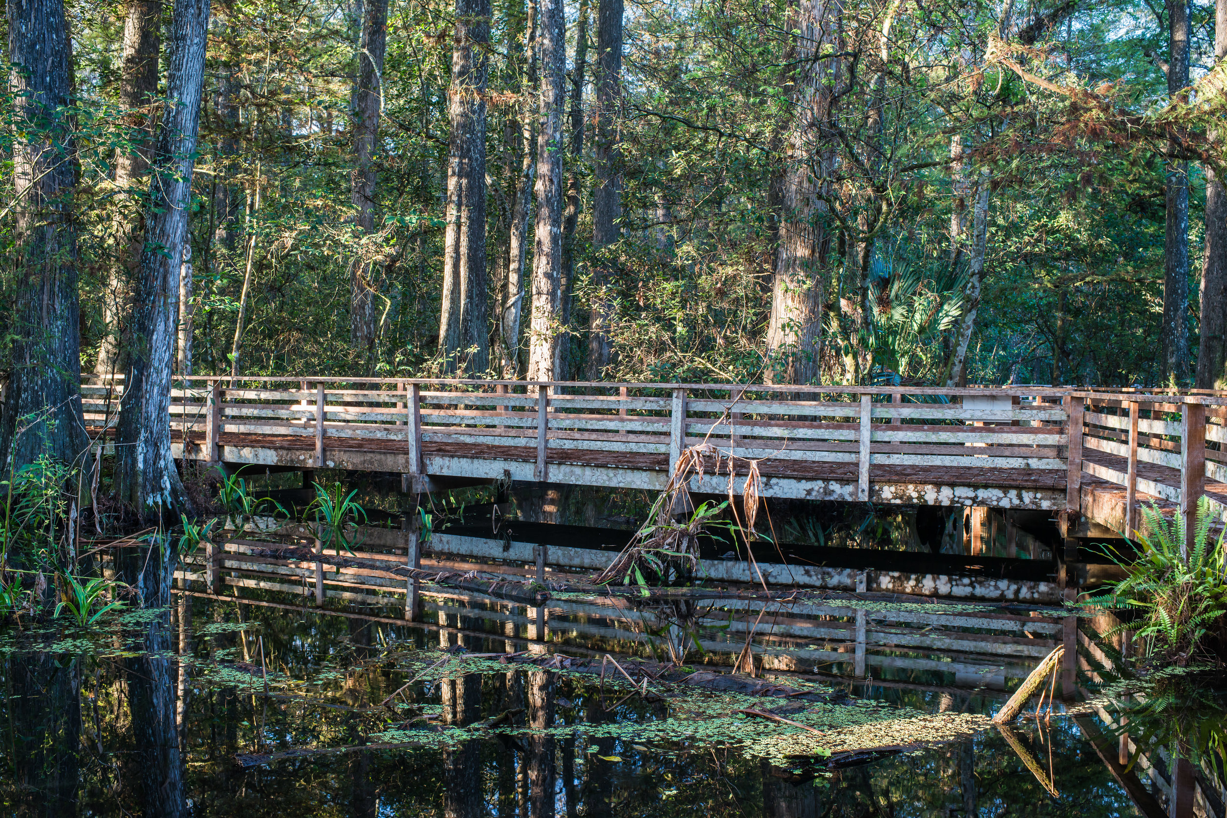 Boardwalk Habitat.jpg