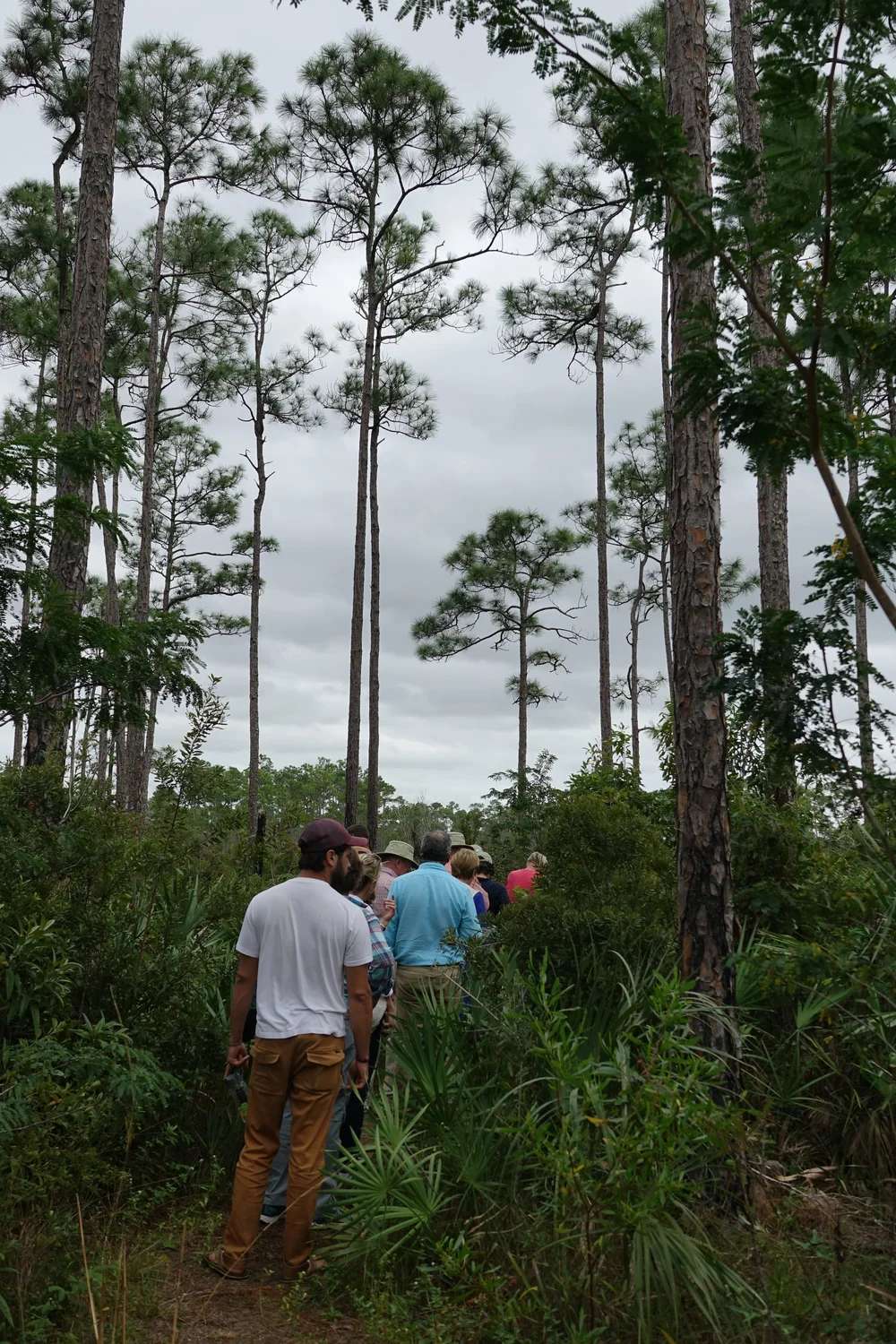 Long Pine Key - Everglades National Park — Old-Growth Forest Network