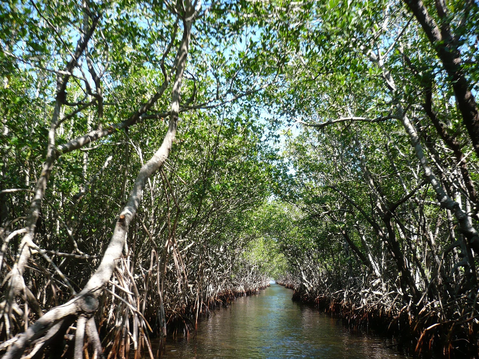 MangroveForestEverglades.jpg