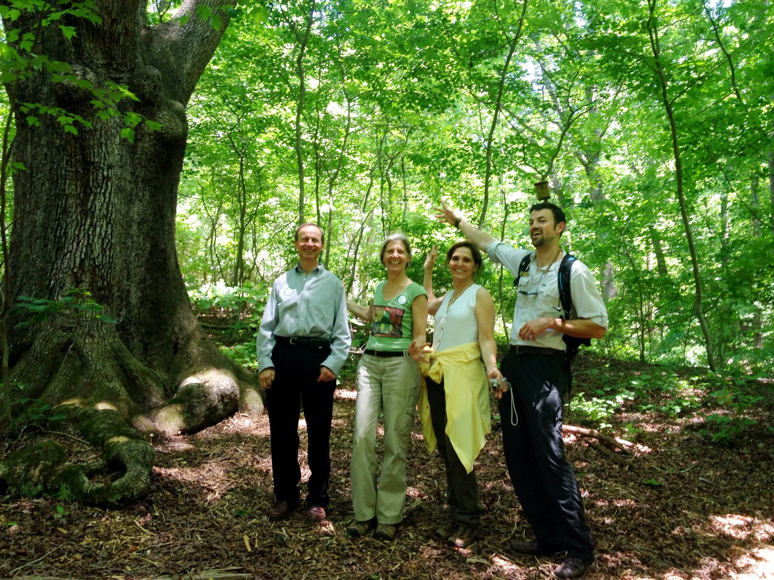 Chicopee Woods Nature Preserve — OldGrowth Forest Network