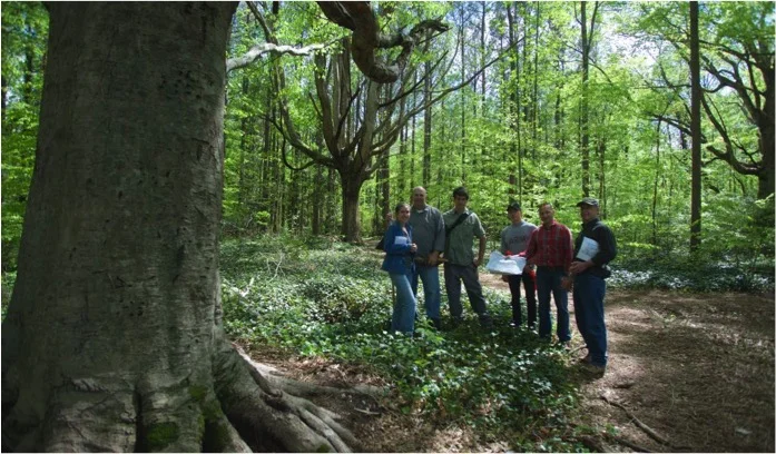 GA forest4.jpg