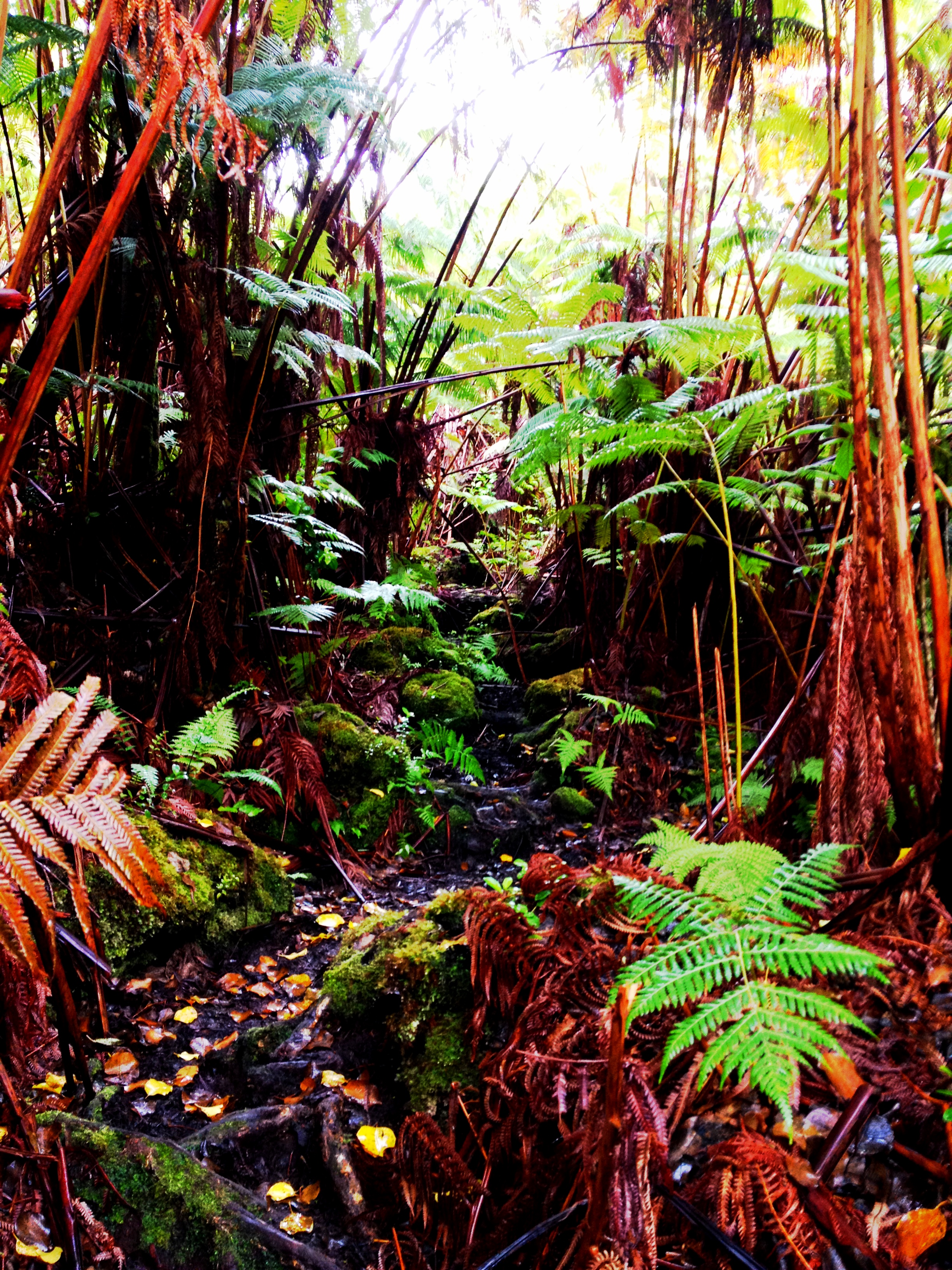 Pu'u Maka'ala Natural Area Reserve — Old-Growth Forest Network