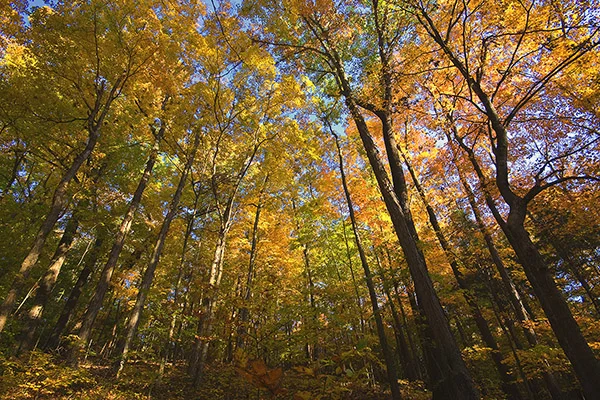 D 0521a Fall Trees.jpg