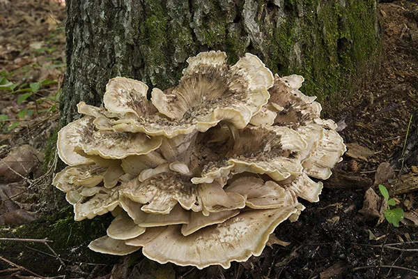 D 0696 Mushroom.jpg