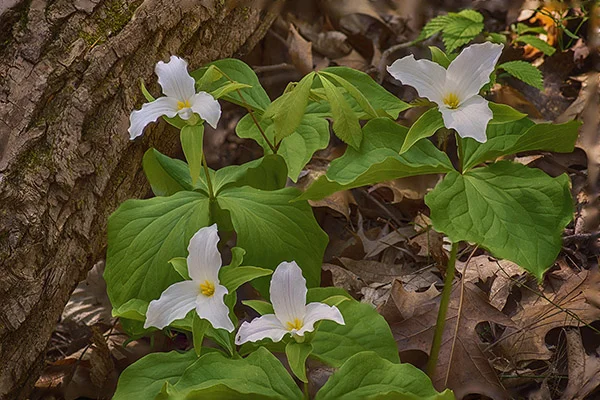 D 2113 Trillium.jpg
