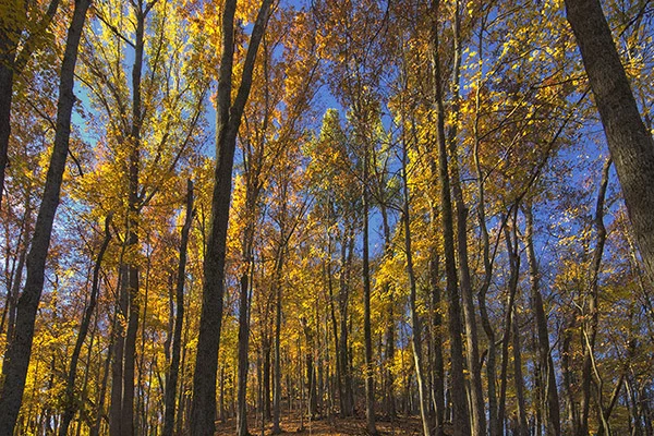 D 1210b Fall Forest.jpg