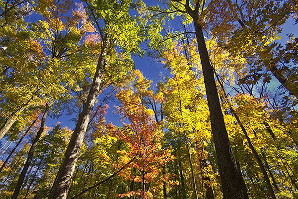 D 1215a Fall Trees.jpg