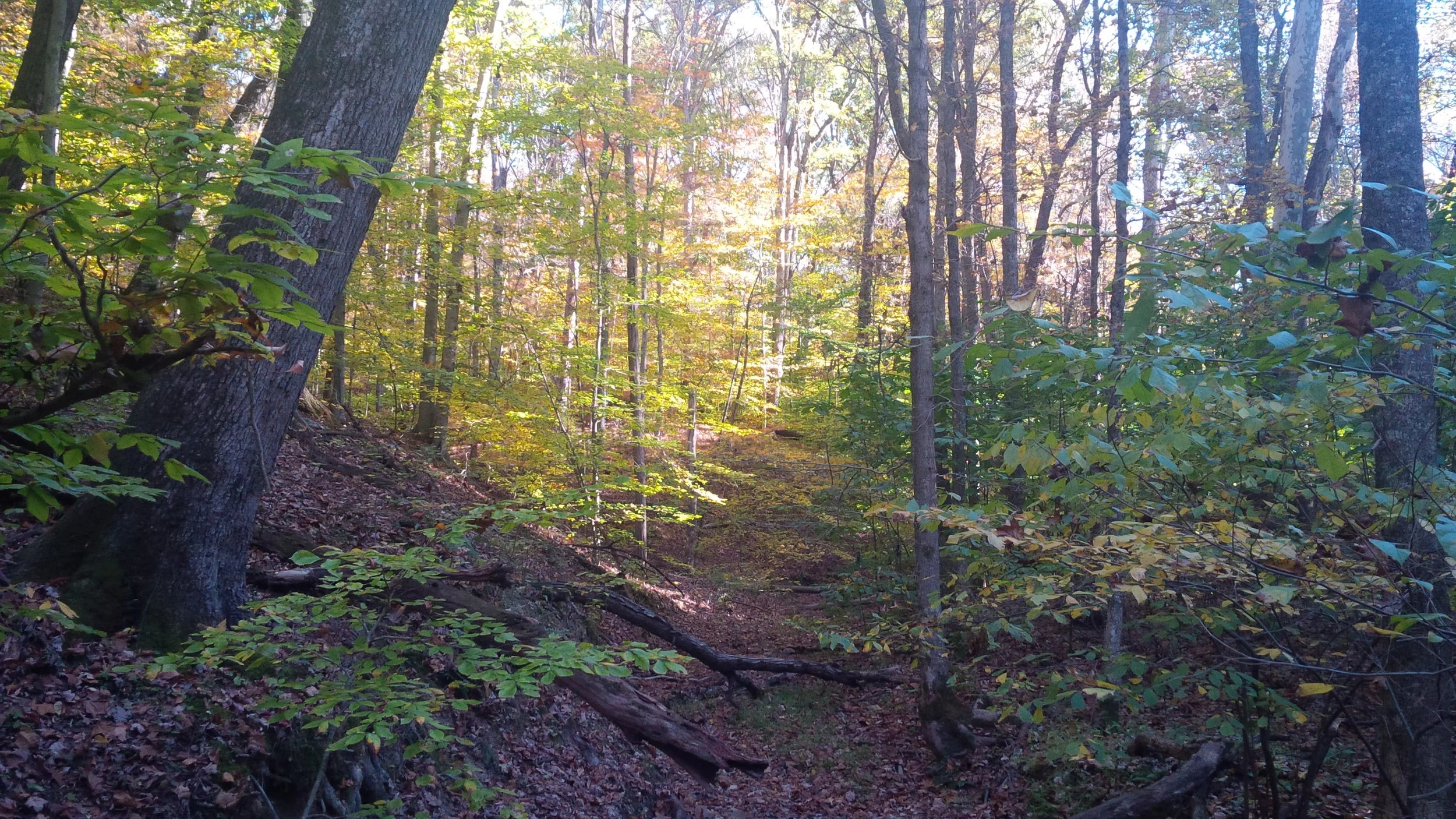 Hall Hollow (V-D) in Fall 10-26-14 Joel Thomas.jpg