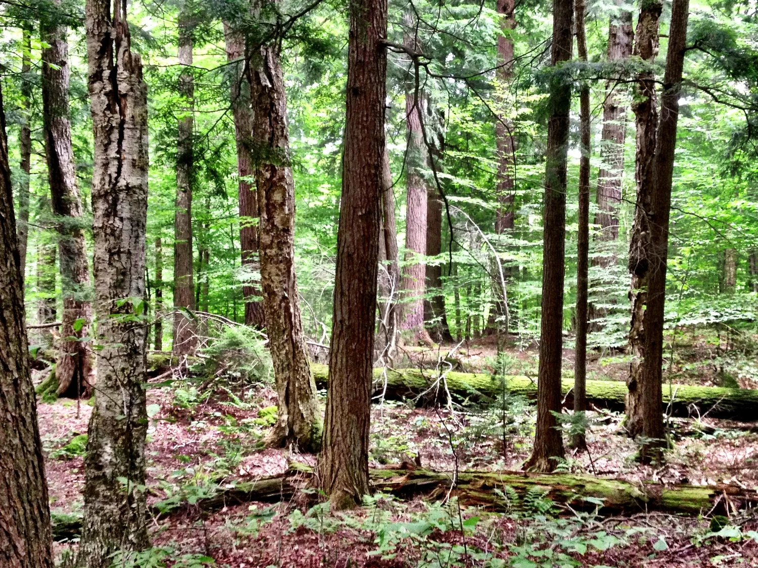 Ampersand Mountain — Old-Growth Forest Network