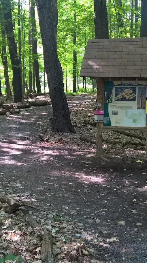 beechtreetrail.jpg