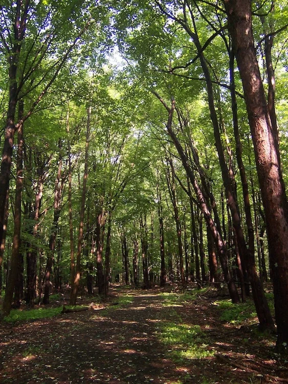 treessummer.jpg