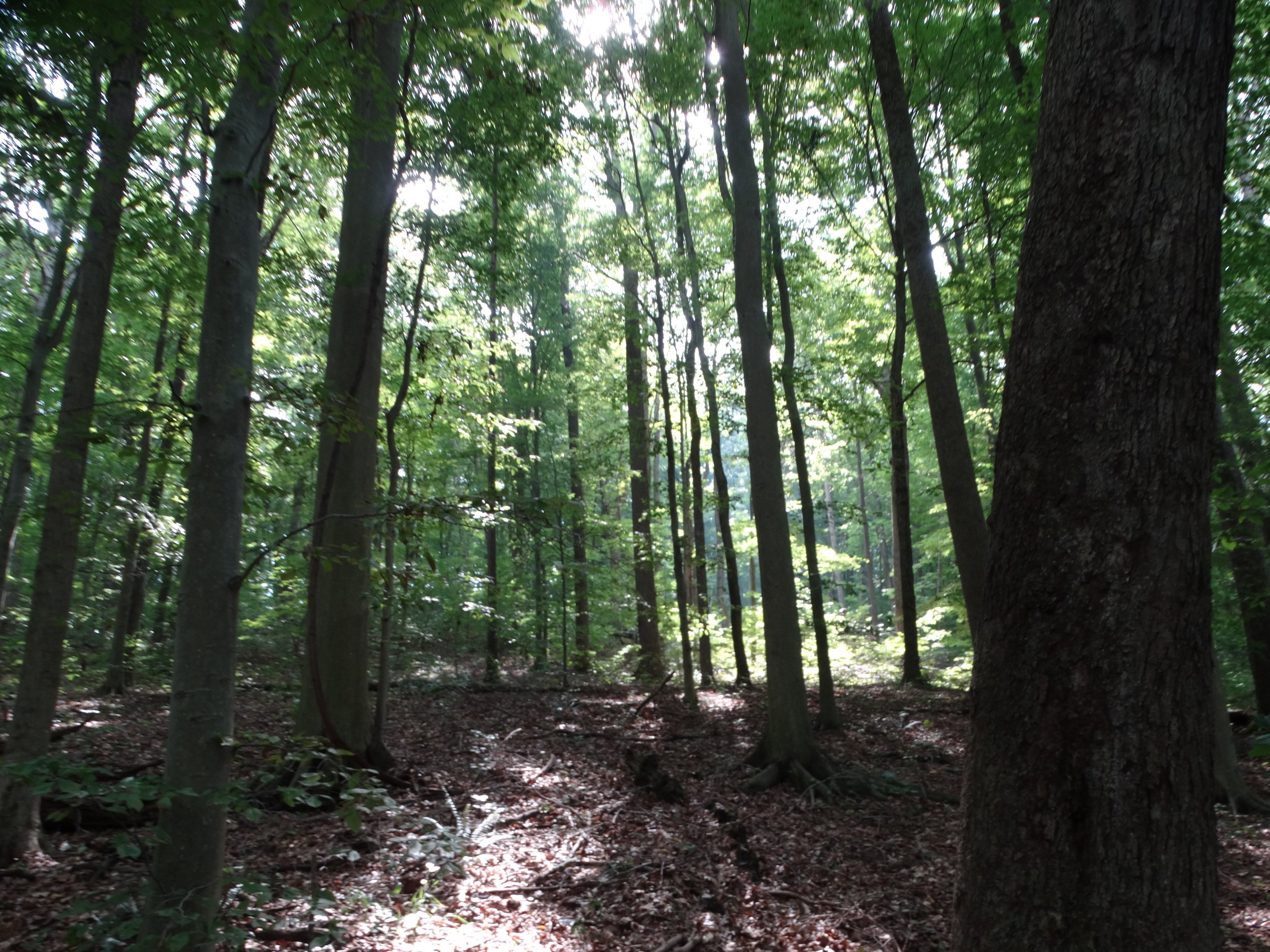 Old Growth Forest 011.JPG