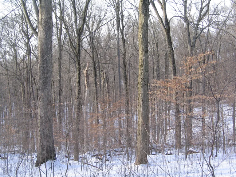 Hammon old-growth forest.jpg