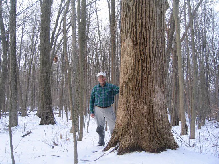 massive tuliptree.jpg