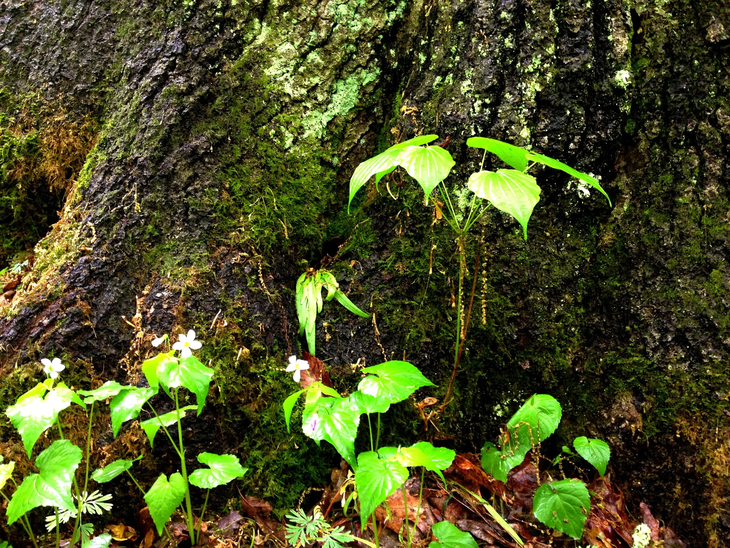 Fort Hill State Memorial — OldGrowth Forest Network