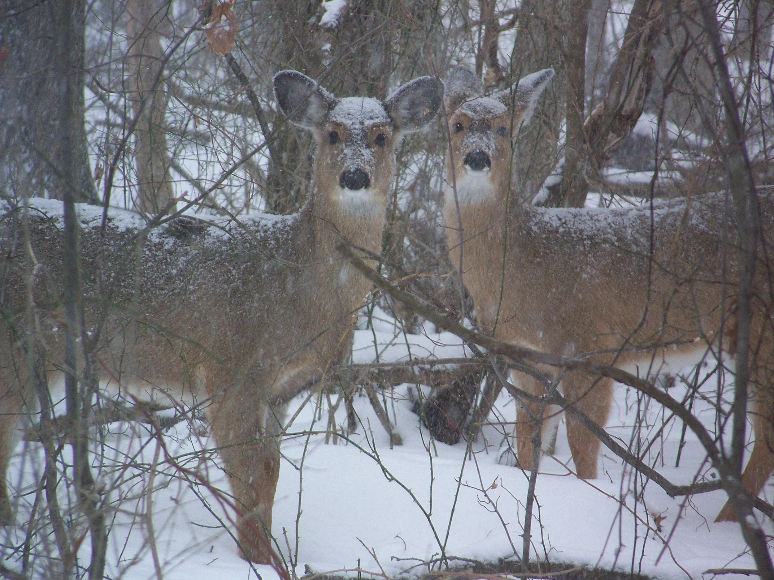 deer in st johns woods.jpg