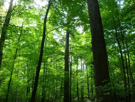 trees.jpg