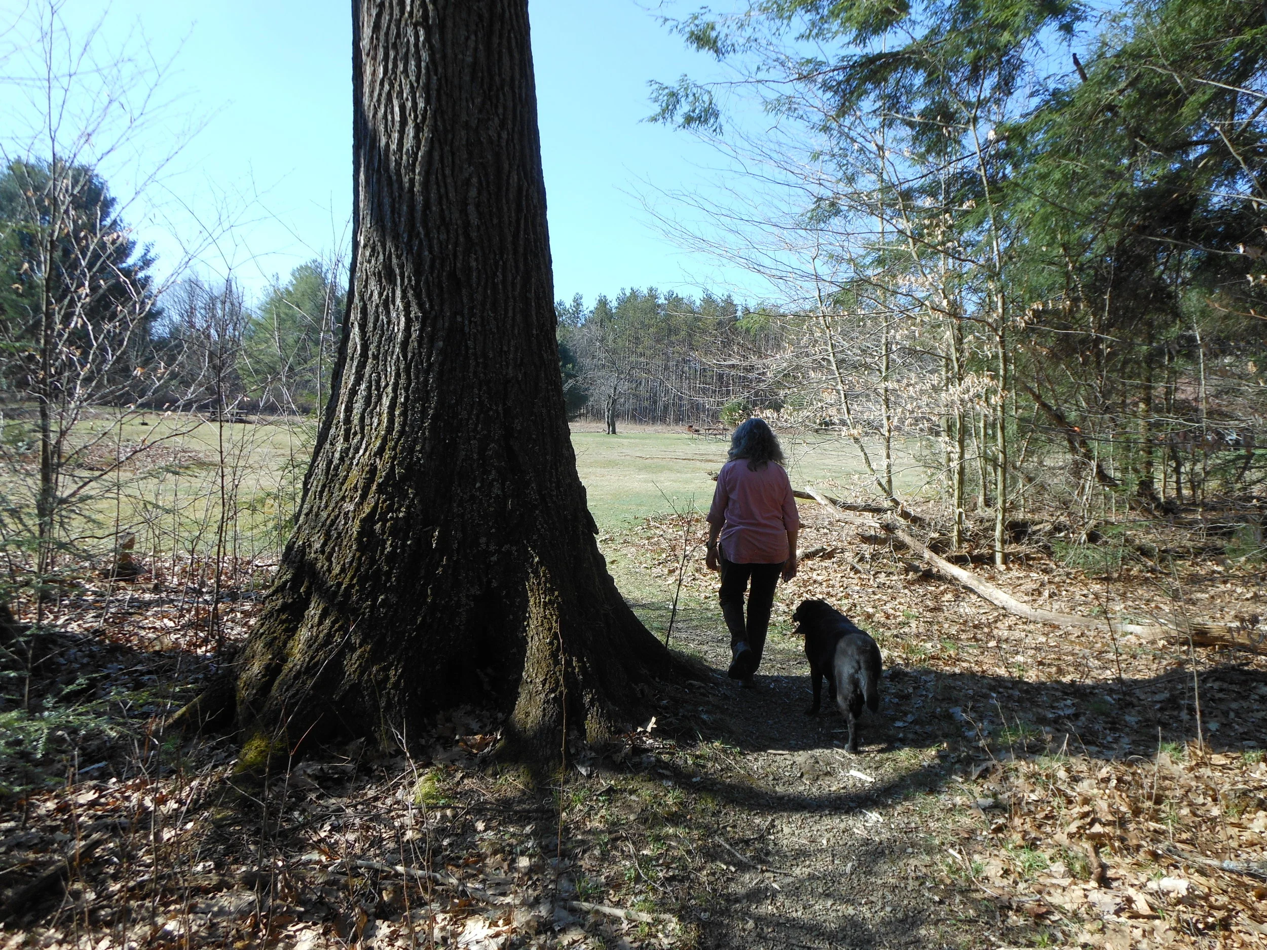 Hearts Content National Scenic Area Allegheny National Forest — Old