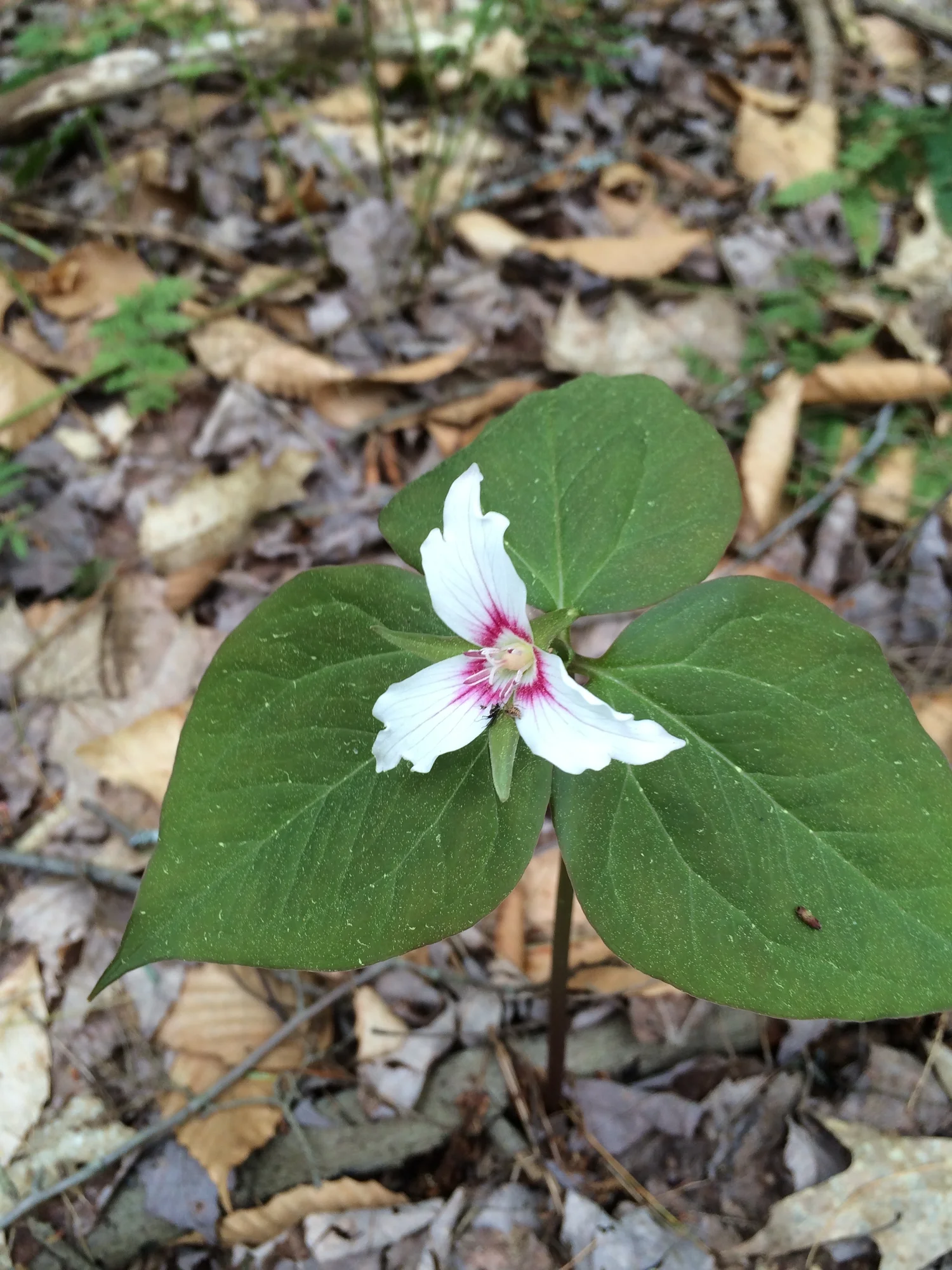 Hearts Content National Scenic Area Allegheny National Forest — Old