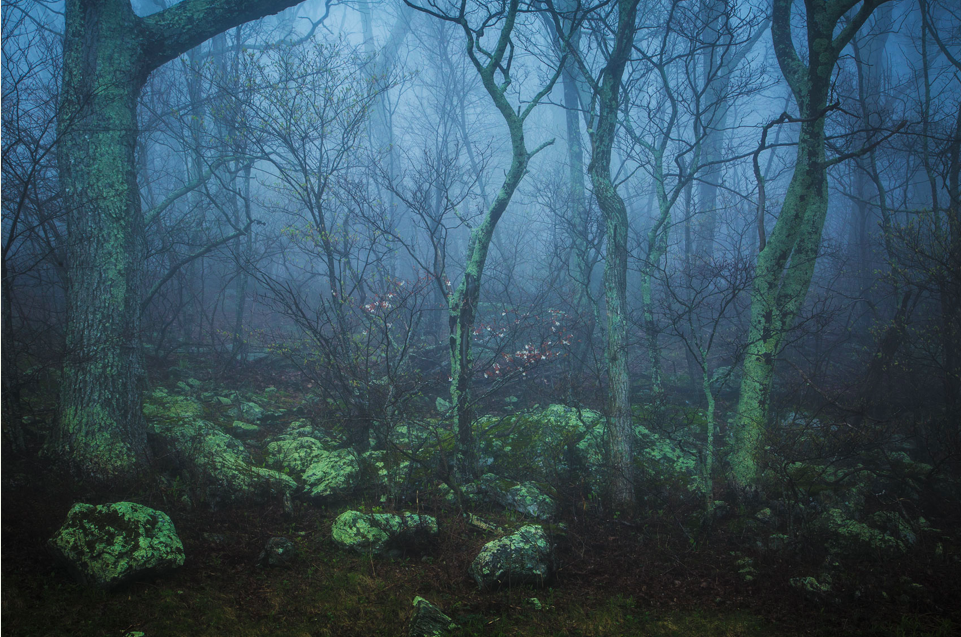 Ghostly forest.png