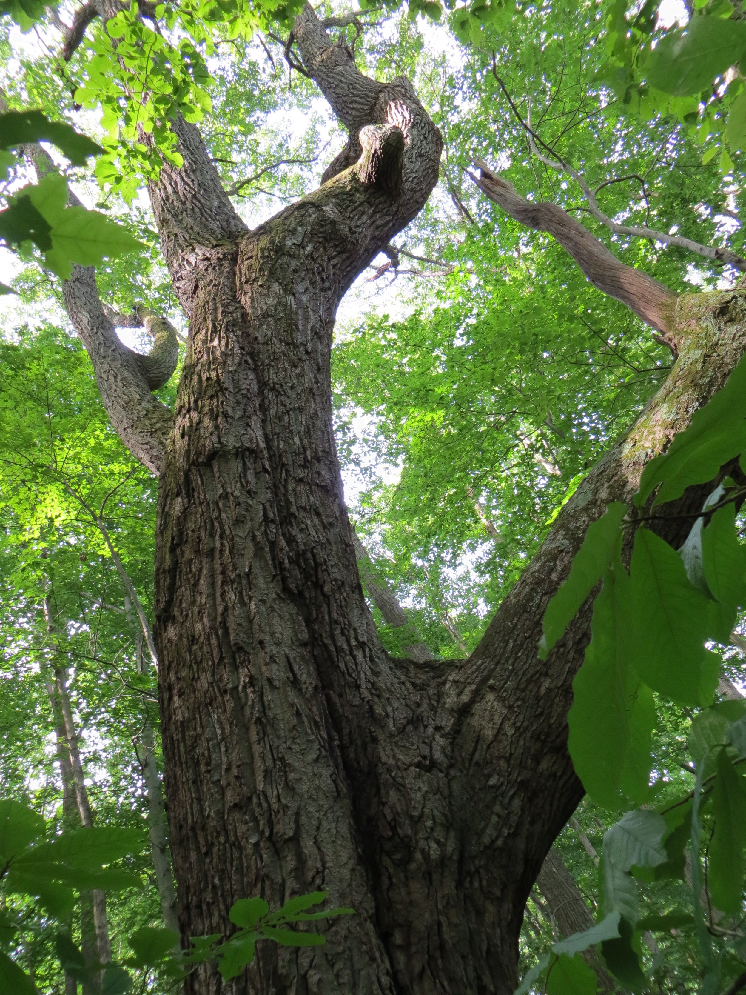 Quercus montana (Chesnut oak).jpg