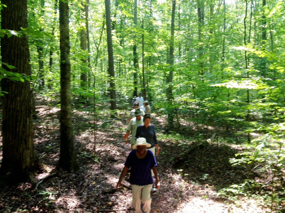 Fernbrook Natural Area — OldGrowth Forest Network