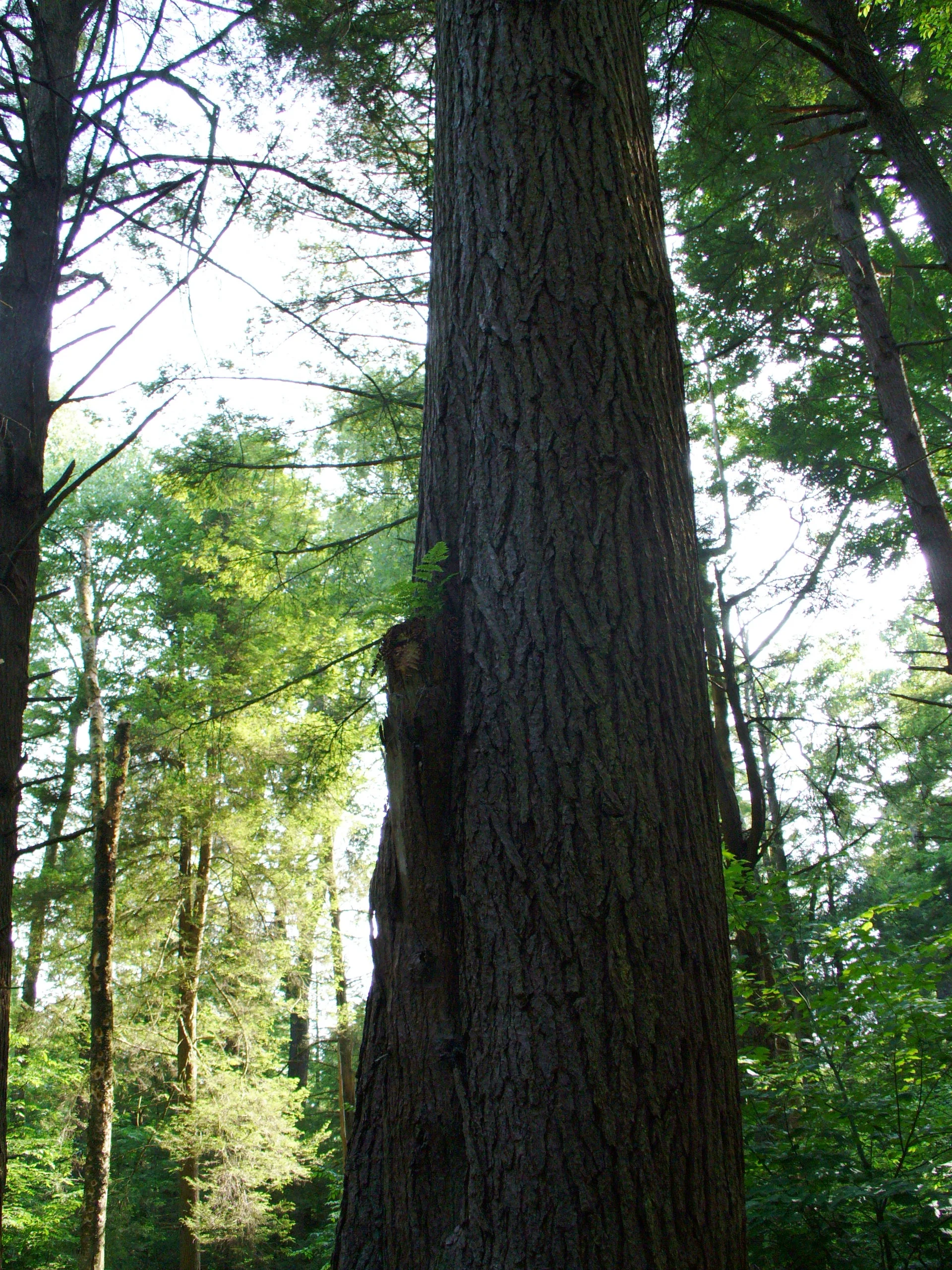 Cathedral Woods.jpg