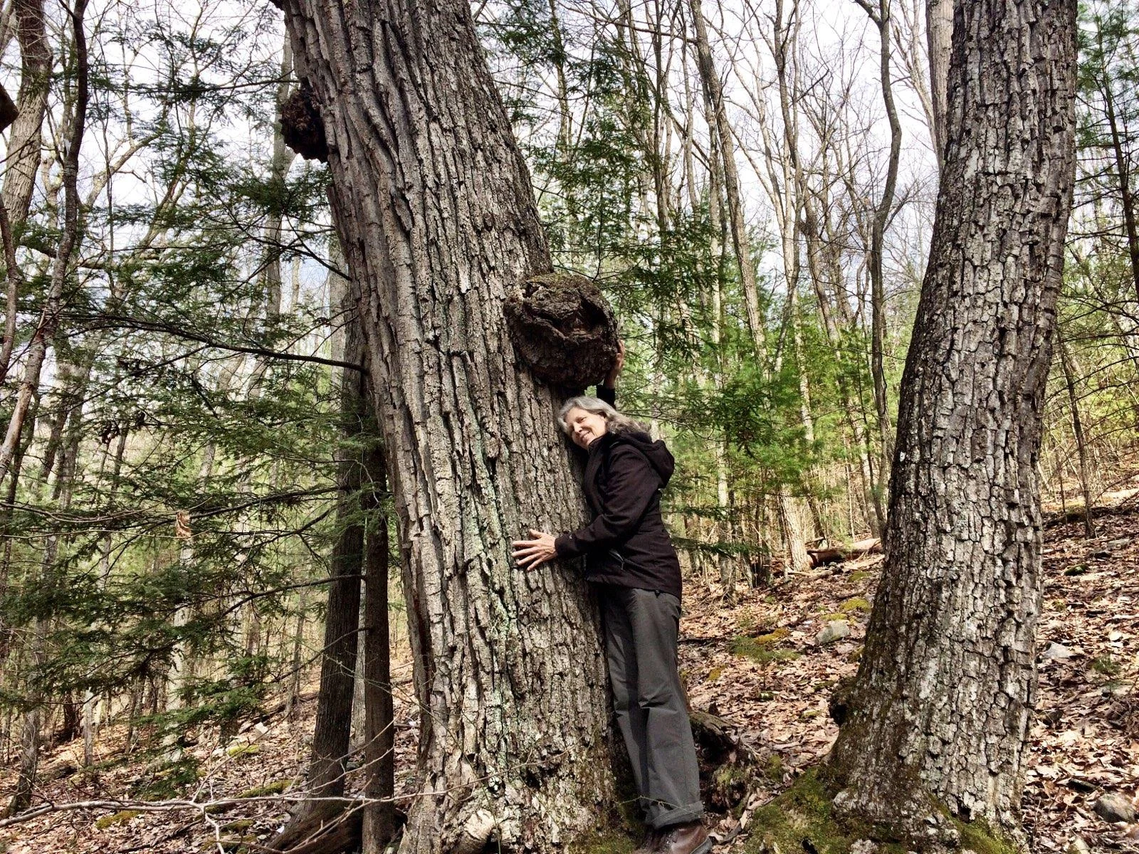 Tree Hug Watoga.jpg