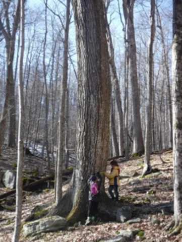 Tree Measuring at Holly River.jpg