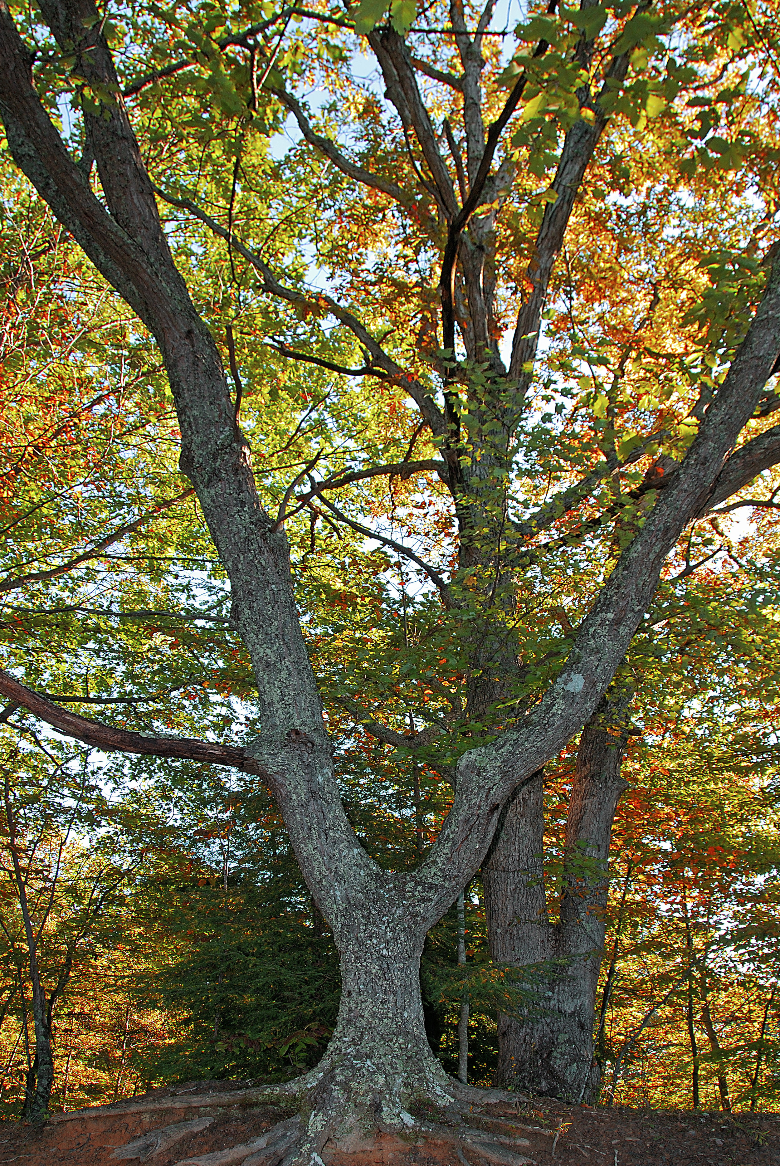 Chestnut Oak Tree 1b HiRes copy.jpg