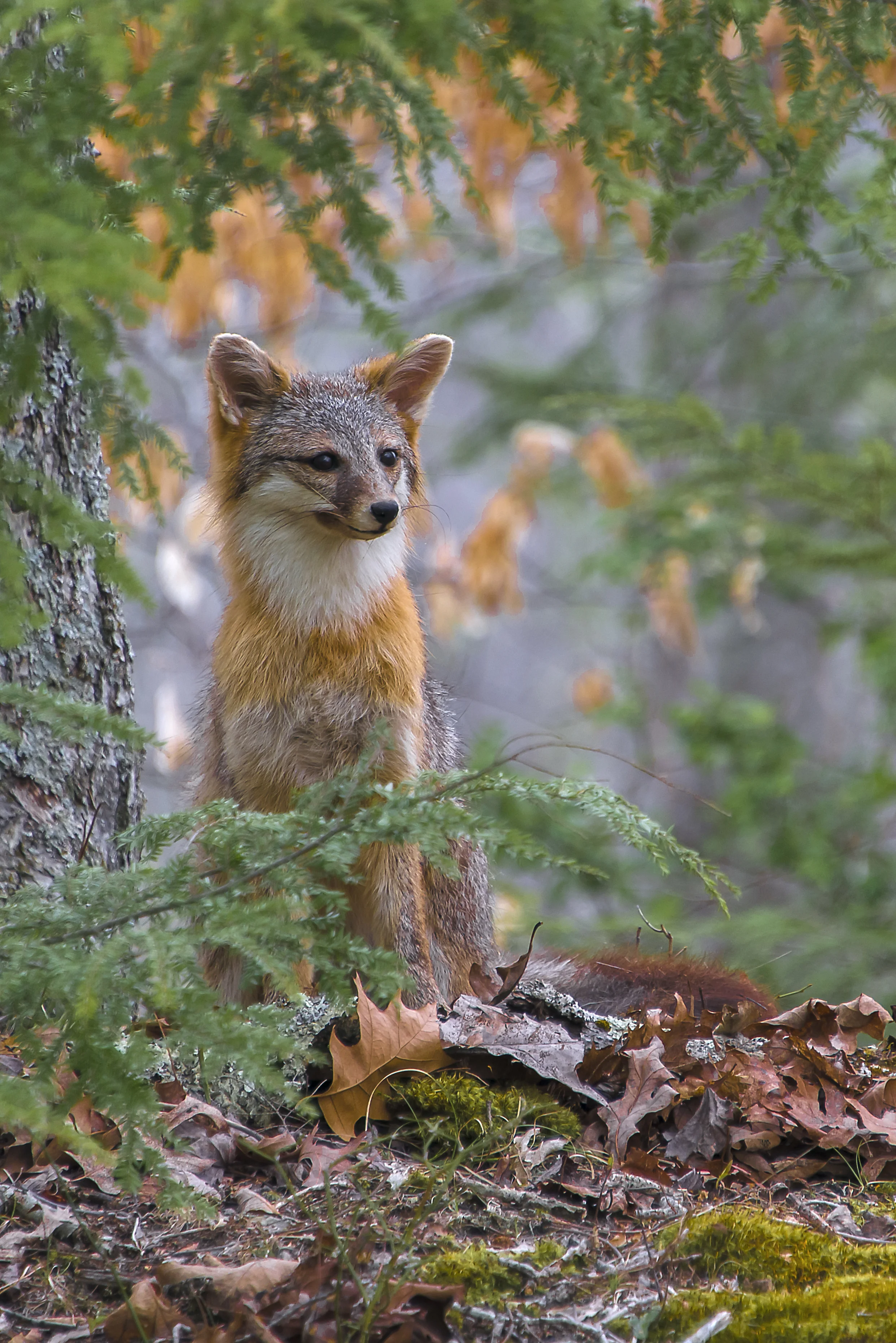 Grey Fox 102C.jpg