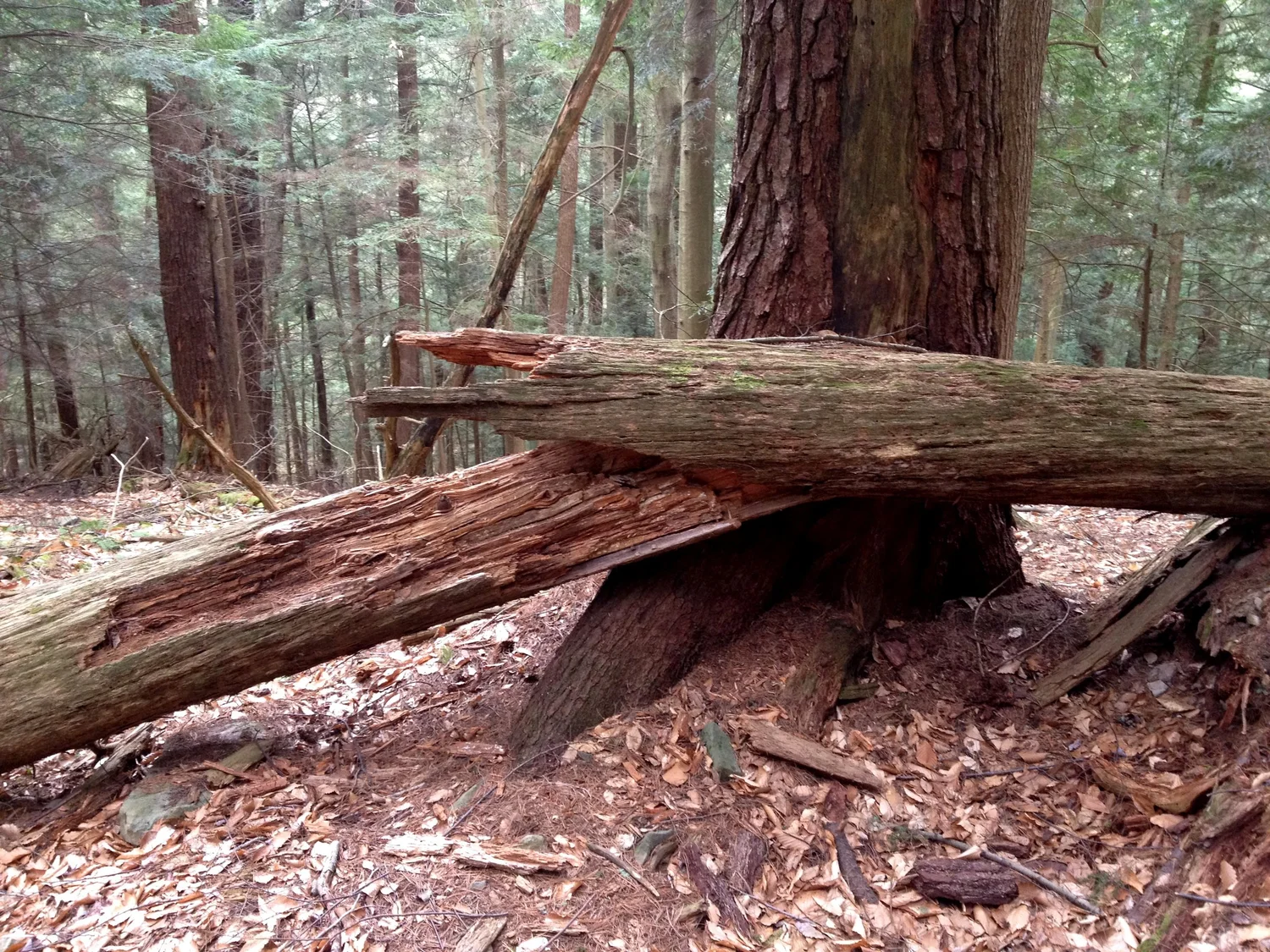 Forest Cathedral Natural Area Cook Forest State Park Old