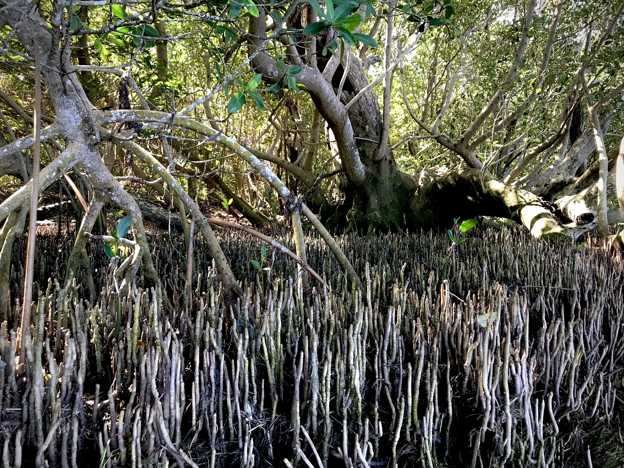Robinson Preserve Mangrove Forest 3.jpg