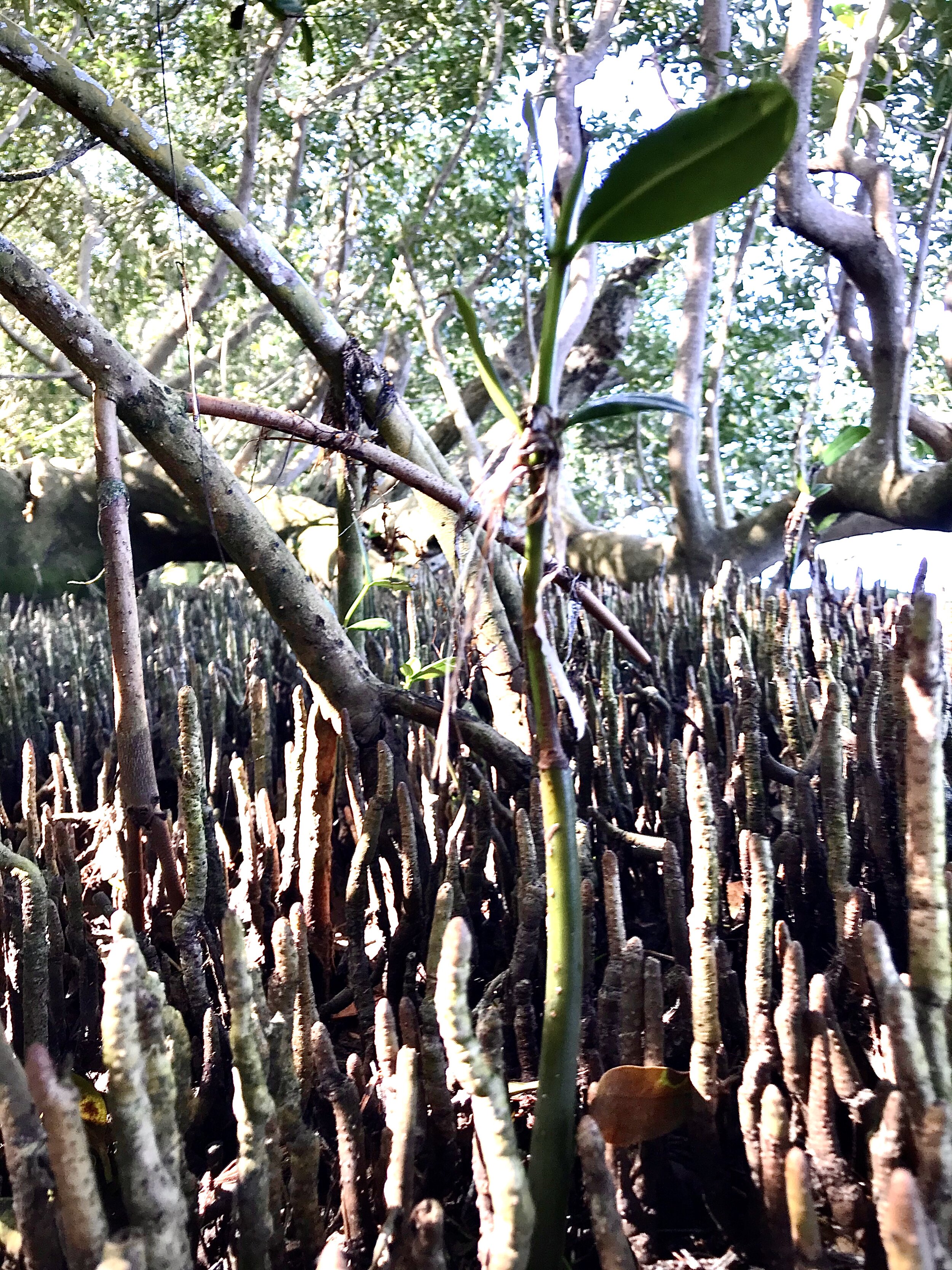 Robinson Preserve Mangrove Forest 2.jpg