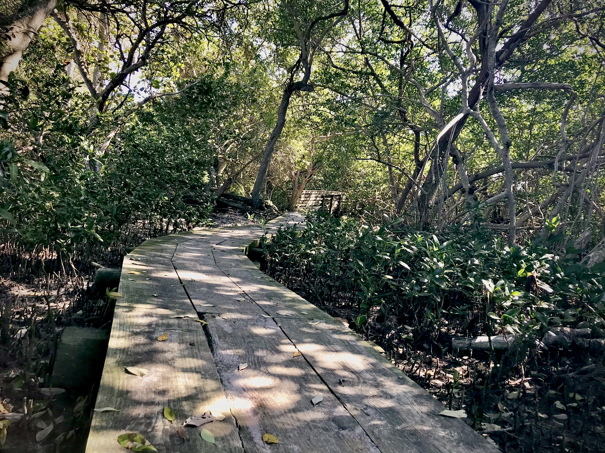 Robinson Preserve Mangrove F 4.jpeg