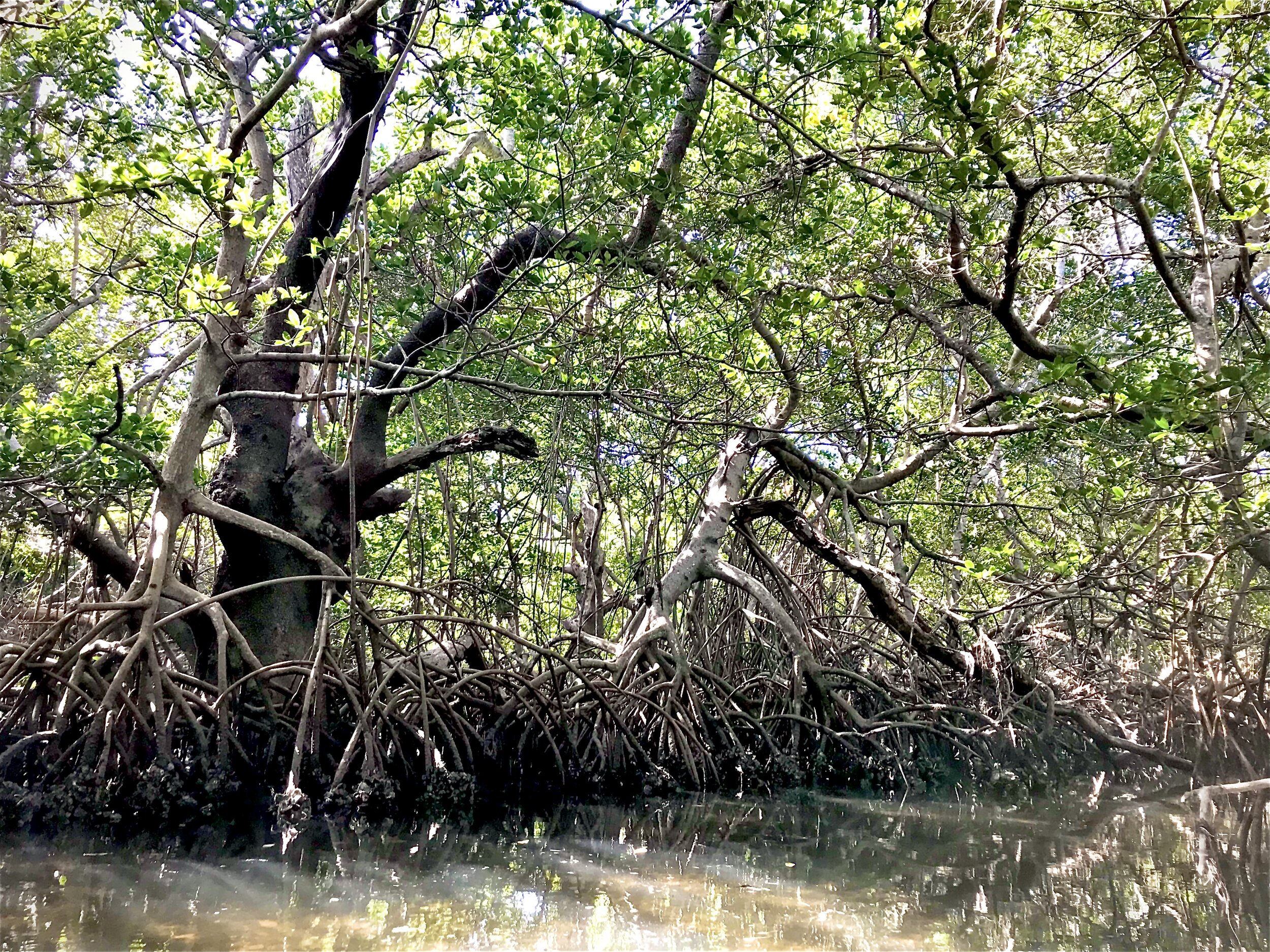 Robinson Preserve Mangrove 6.jpeg
