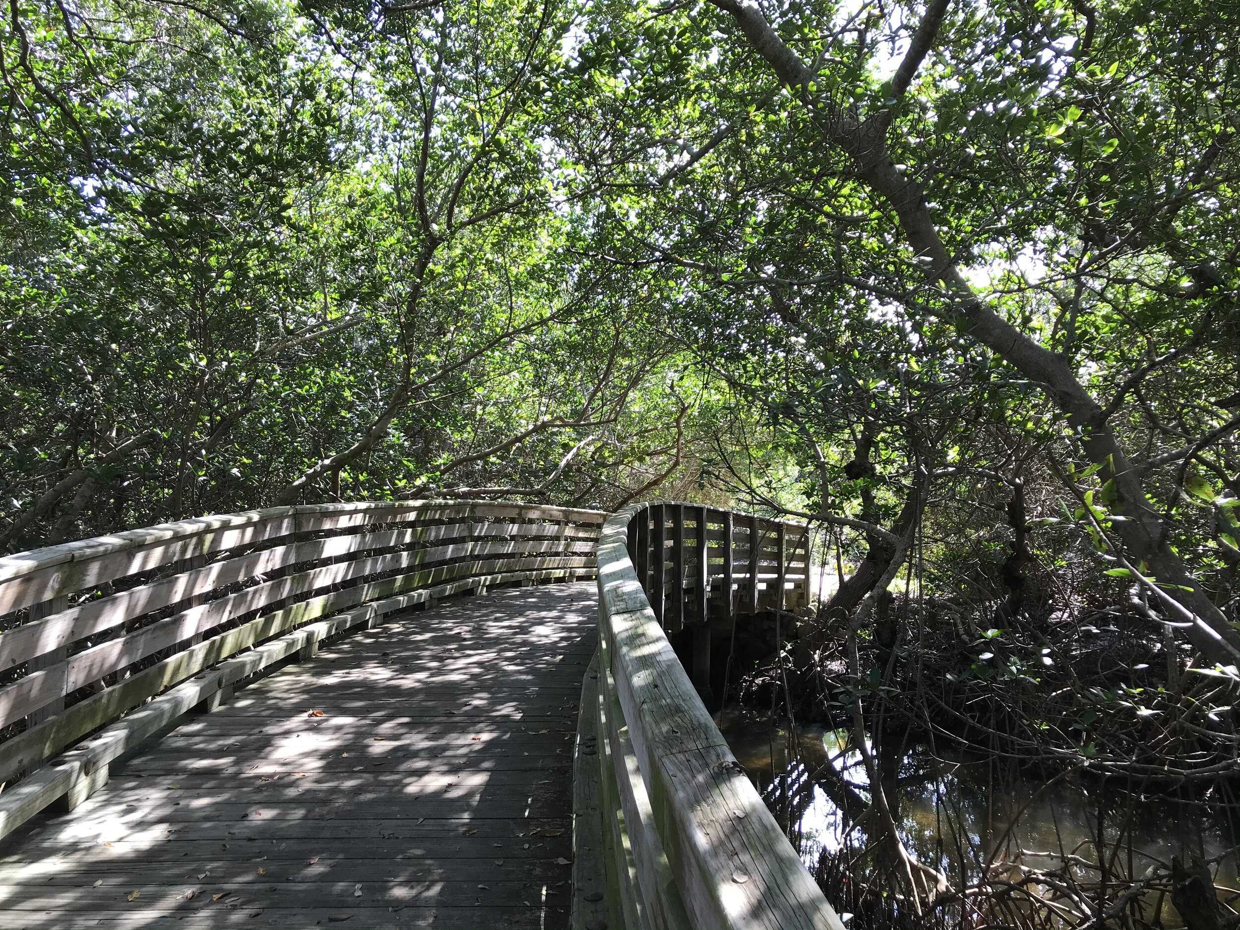 Robinson Preserve Mangrove 5.jpeg