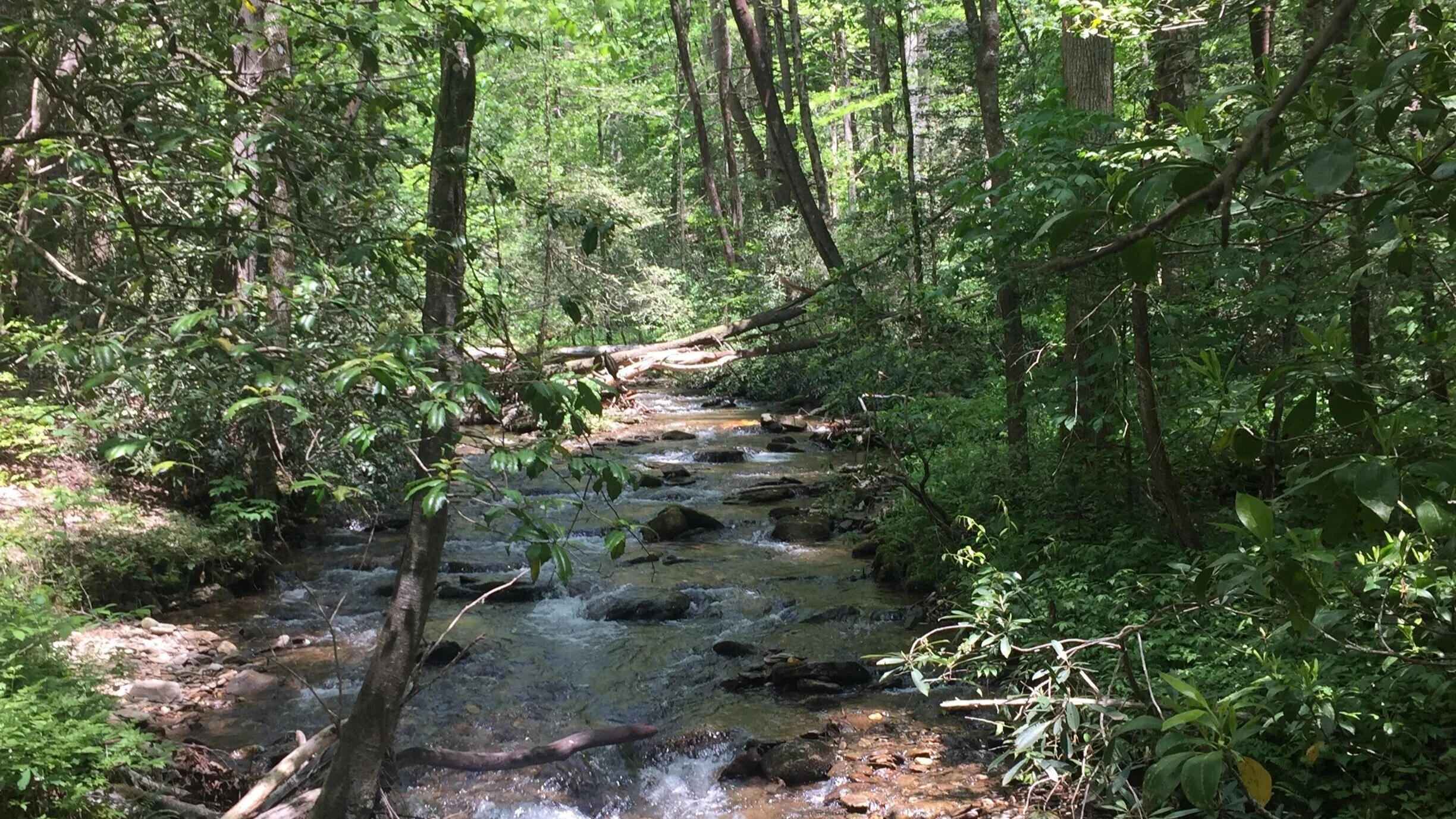Chattahoochee River Headwaters Mark Trail Wilderness Chattahoochee