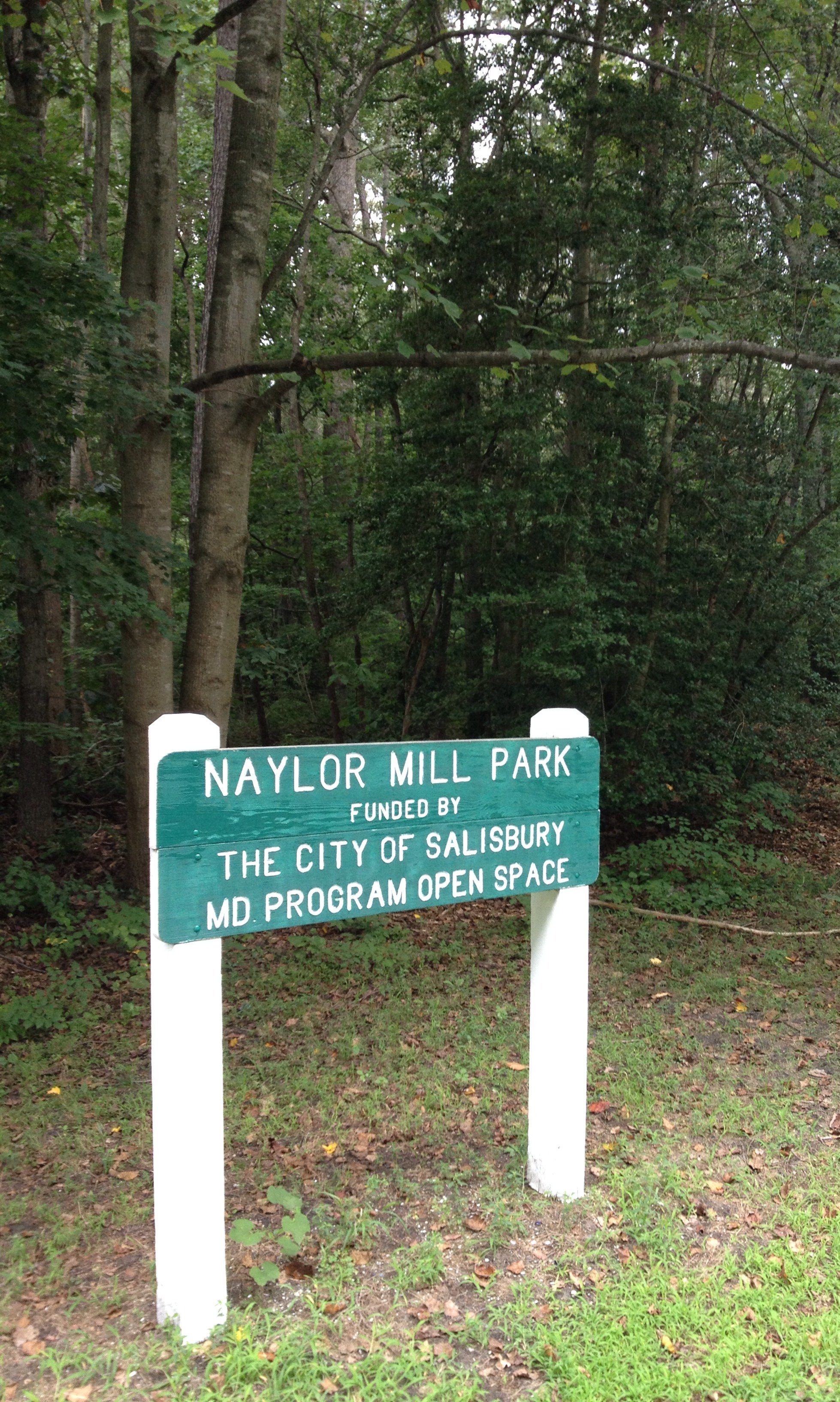 City forest.jpg