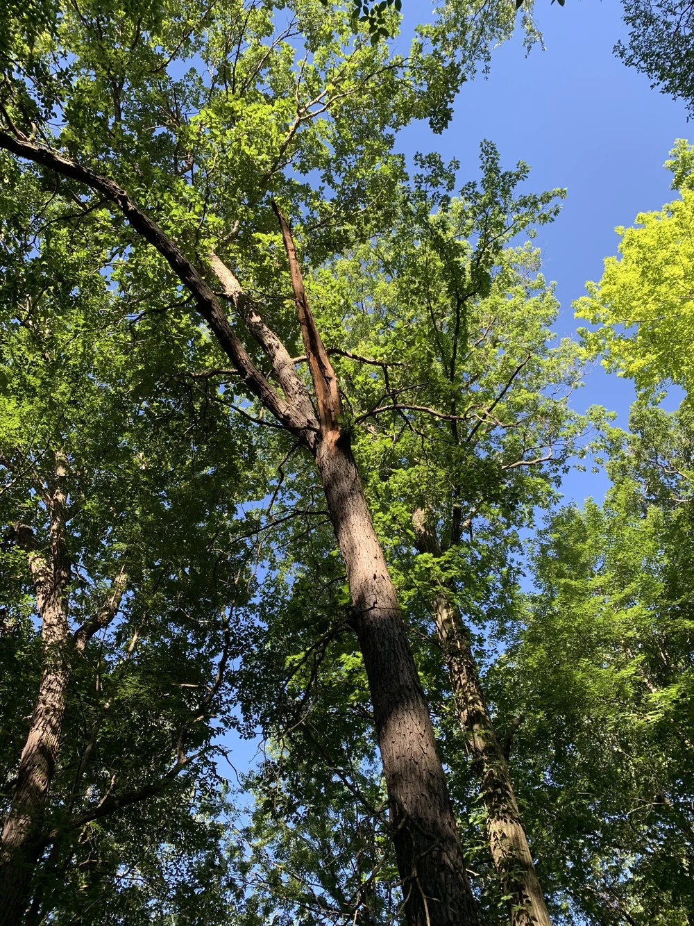 MI Witherell Woods - Palmer Park — Old-Growth Forest Network
