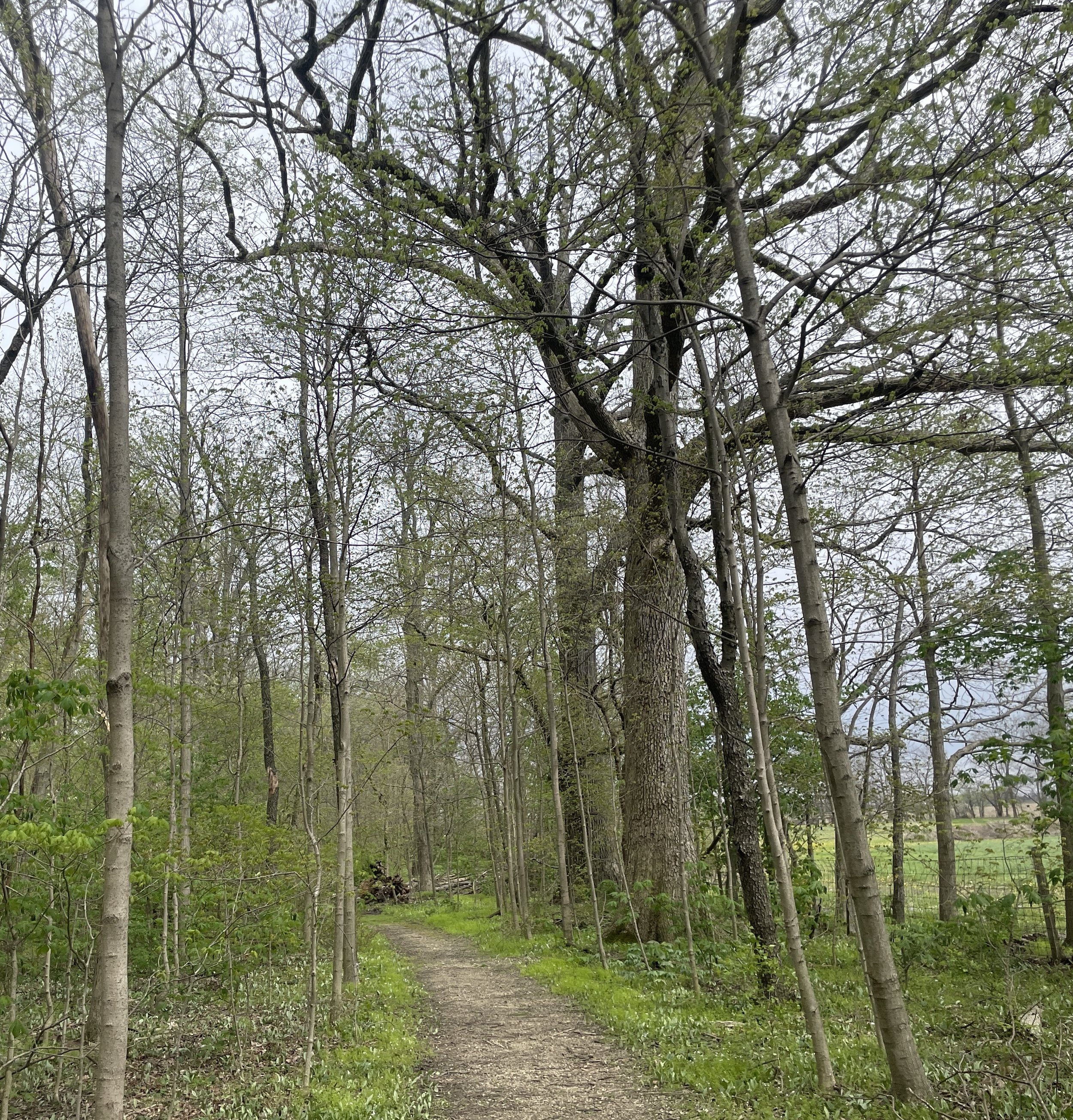 Coppess Nature Preserve- Darke County, OH